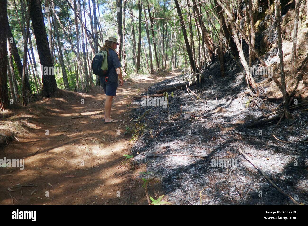 La combustion contrôlée a réduit la charge de carburant dans le parc national pendant la saison hivernale, parc national de Wooroonooran, Queensland, Australie. Pas de MR Banque D'Images