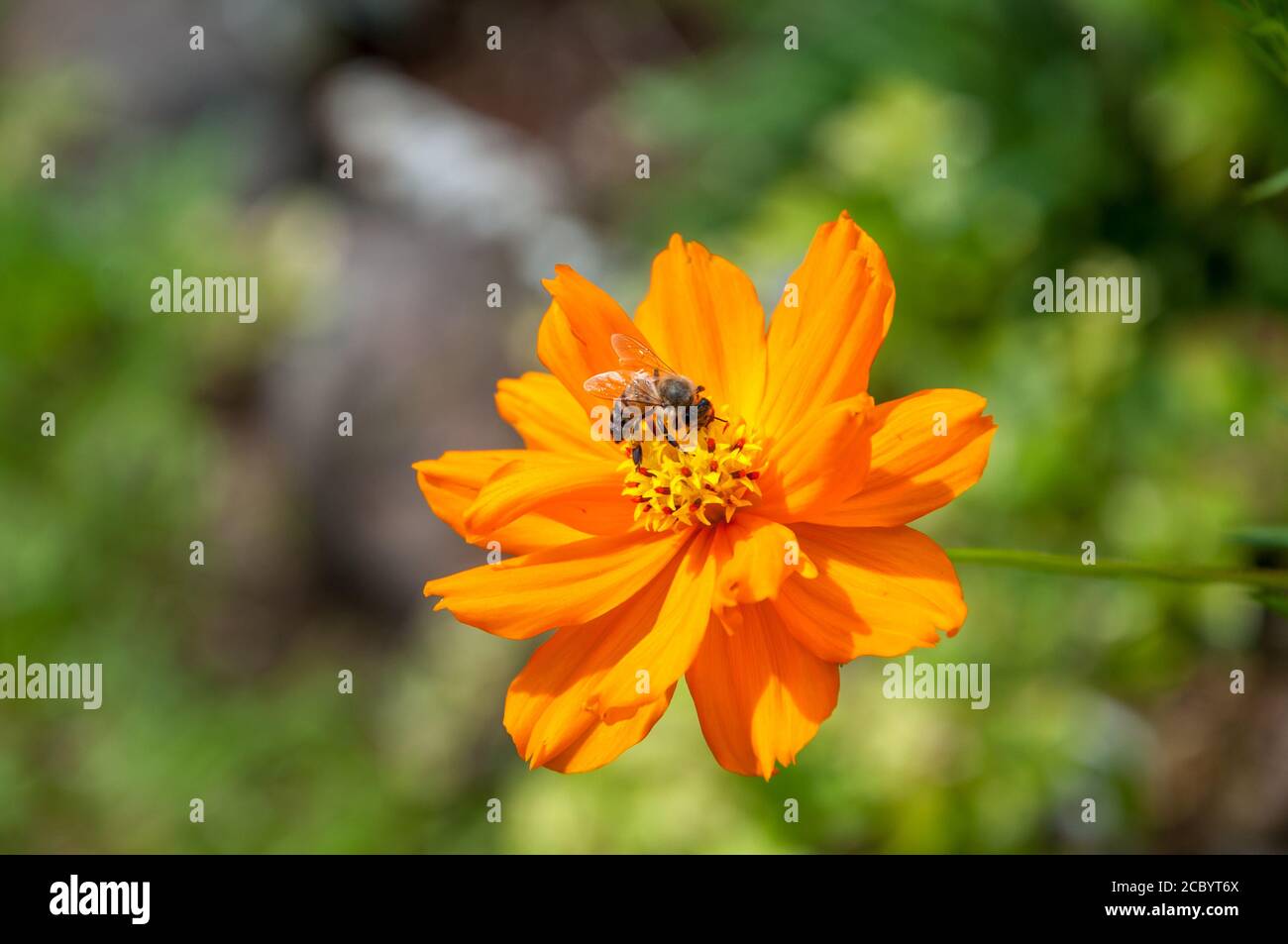 Gros plan d'une abeille se nourrissant d'une fleur d'orange avec un feuillage vert flou en arrière-plan. Banque D'Images