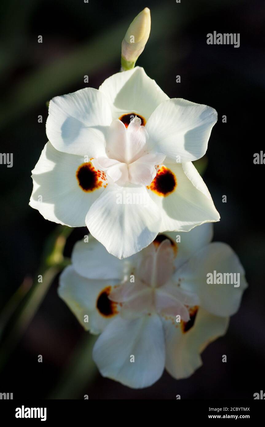 Fleurs de l'iris africain (Dietes bicolor). Septembre 2009. Hopkins Creek. Nouvelle-Galles du Sud. Australie. Banque D'Images
