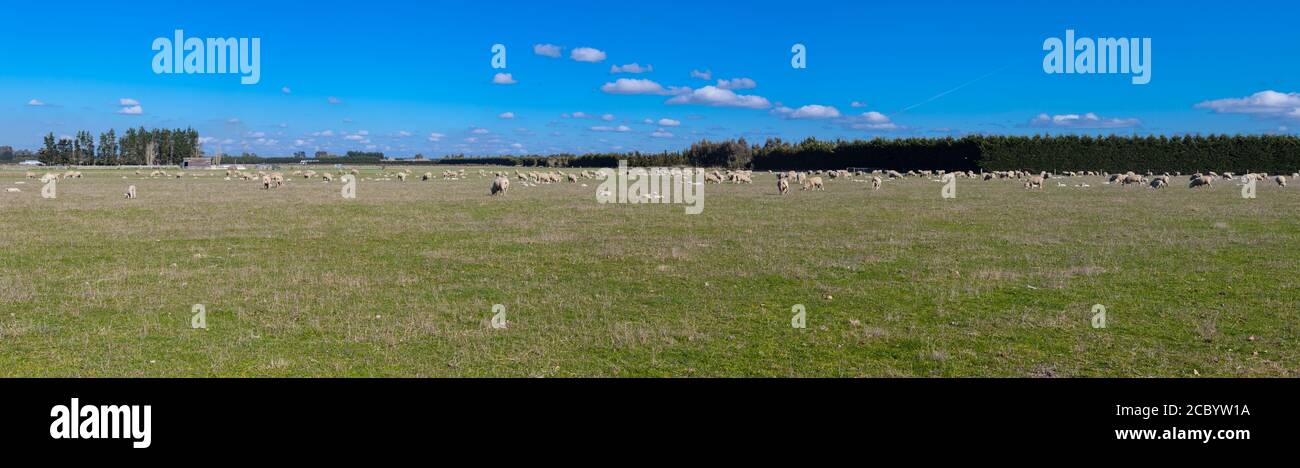 Nouvelles-Zélande scènes de campagne: Troupeau de moutons. Banque D'Images