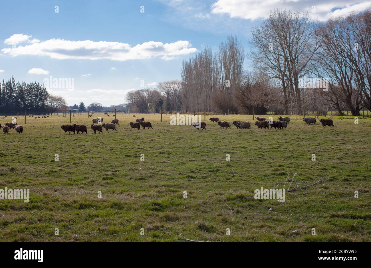 Nouvelles-Zélande scènes de campagne: Troupeau de moutons bruns. Banque D'Images