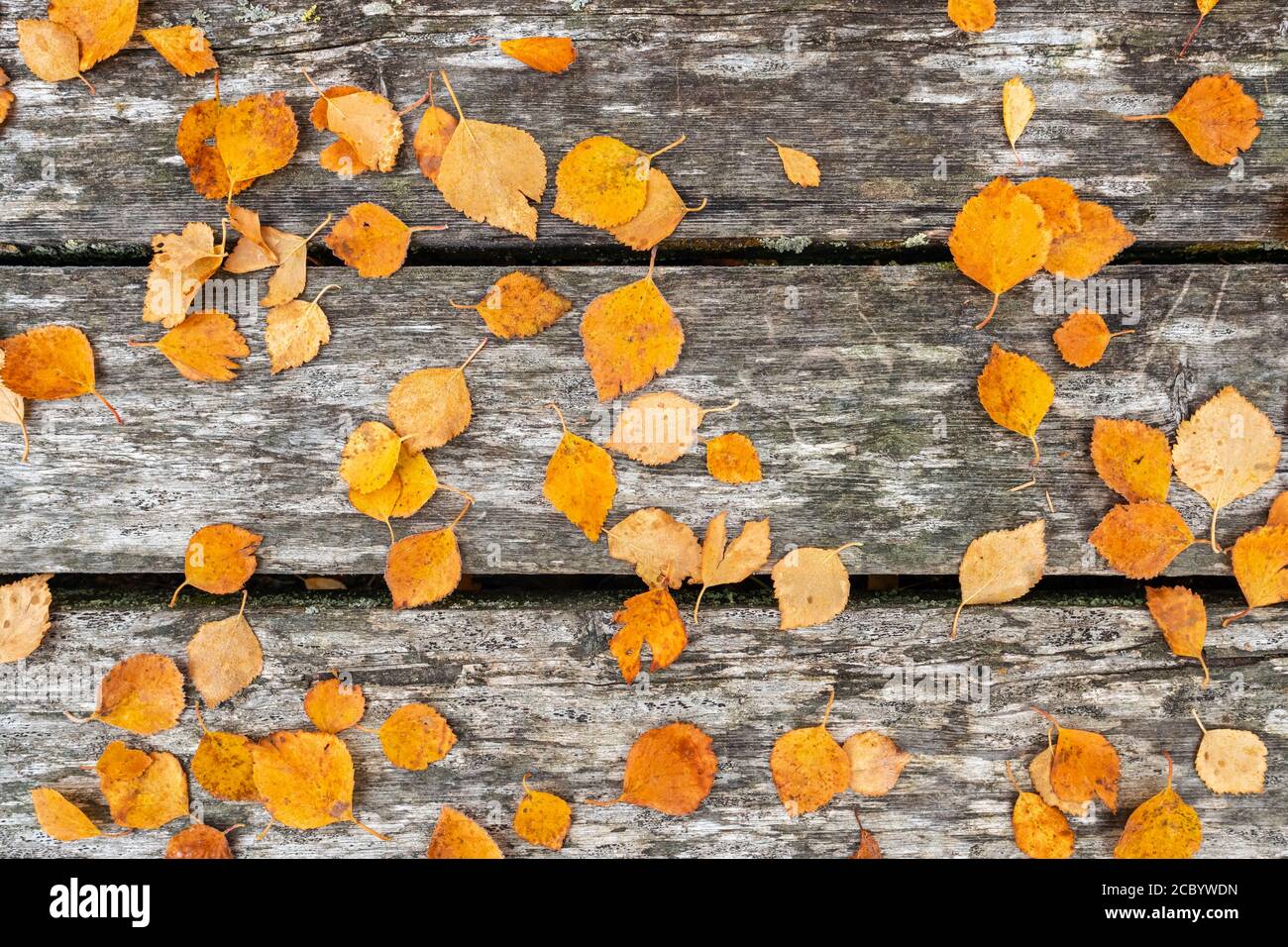 Feuilles jaunes d'automne sur fond de bois Banque D'Images