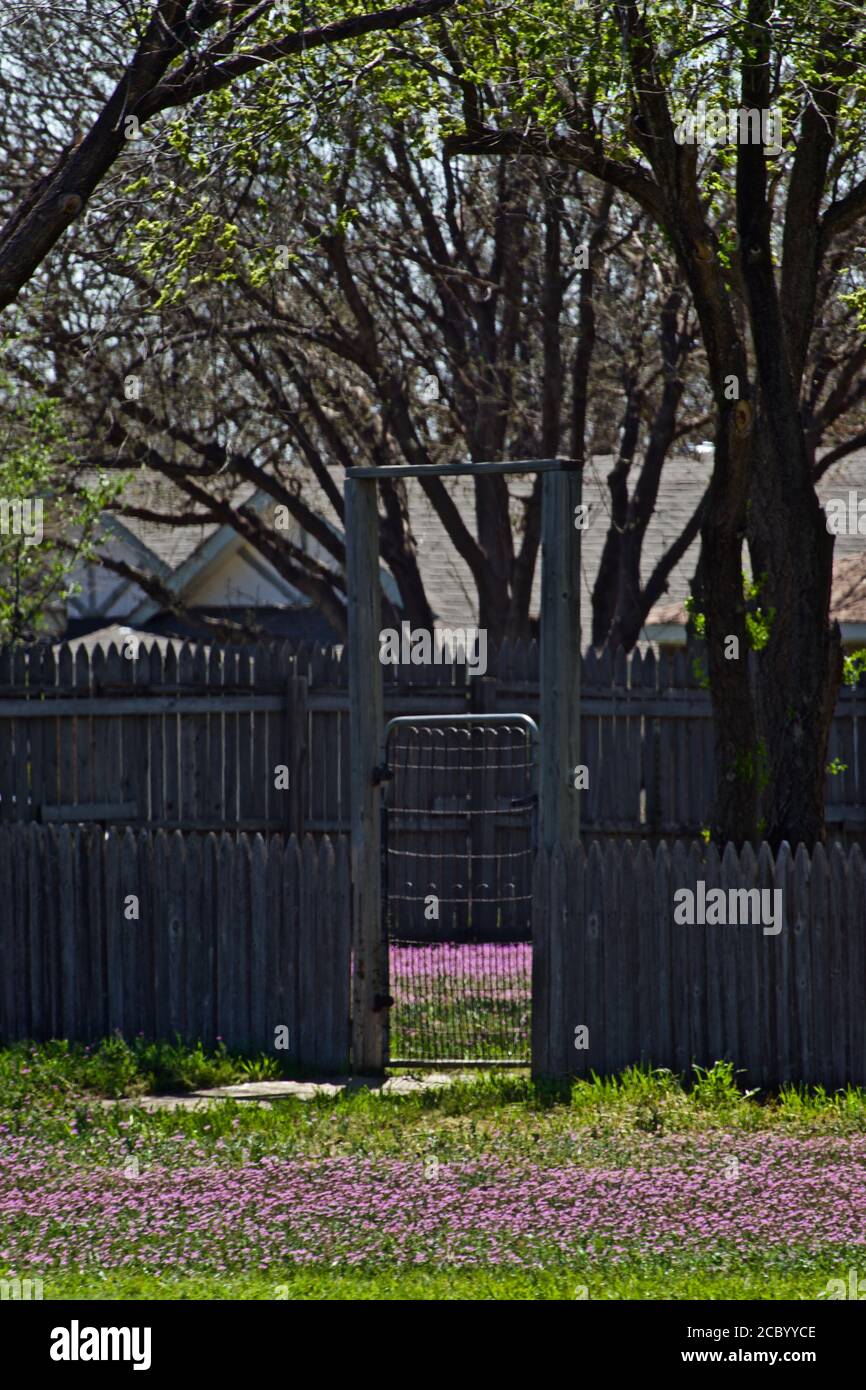 Porte et ancienne clôture en bois avec Henbit rose printanier et arbres, Canyon, Texas. Banque D'Images