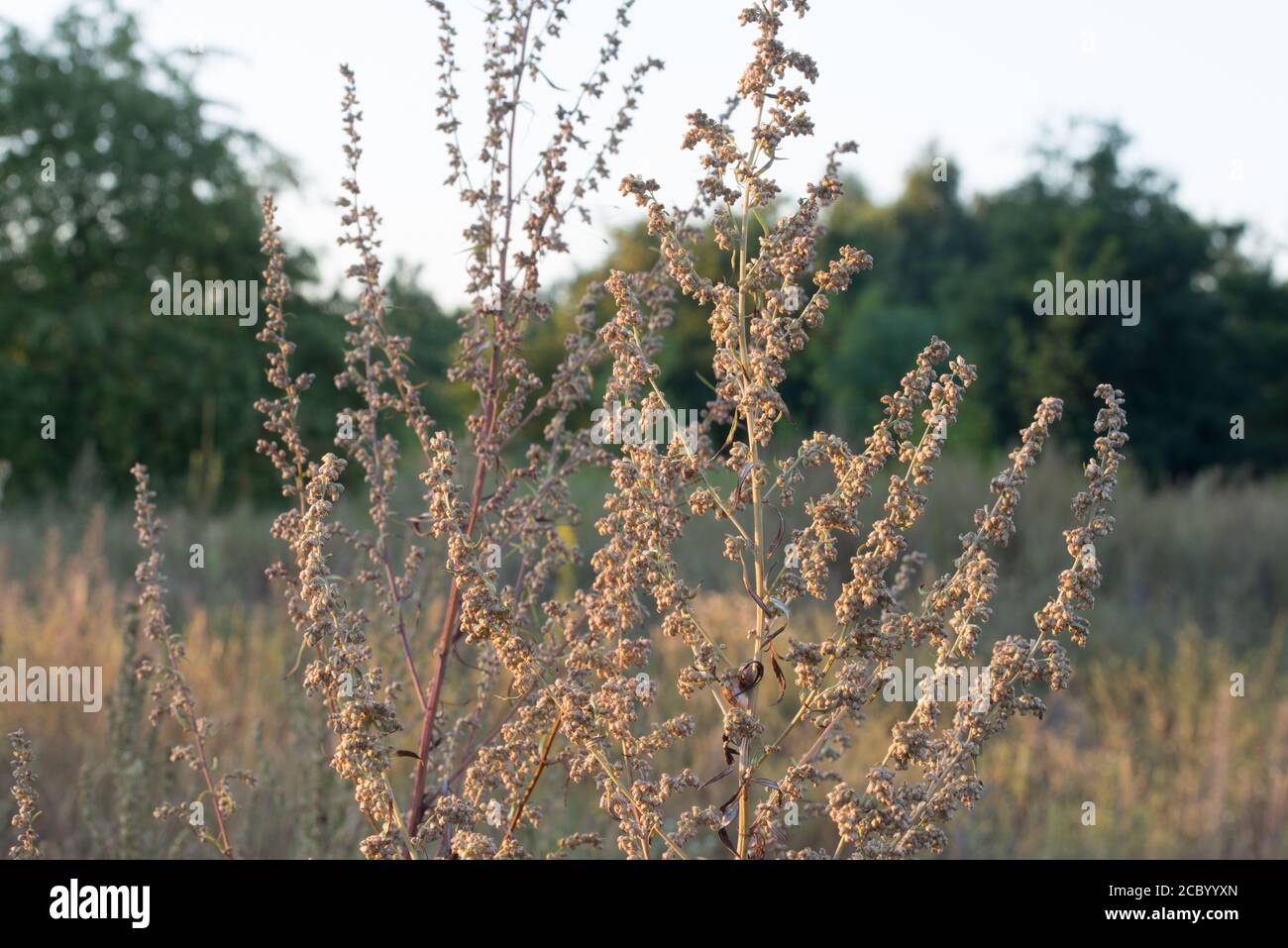 Artemisia vulgaris (mugwort commun) herbe dans le pré de gros plan foyer sélectif Banque D'Images