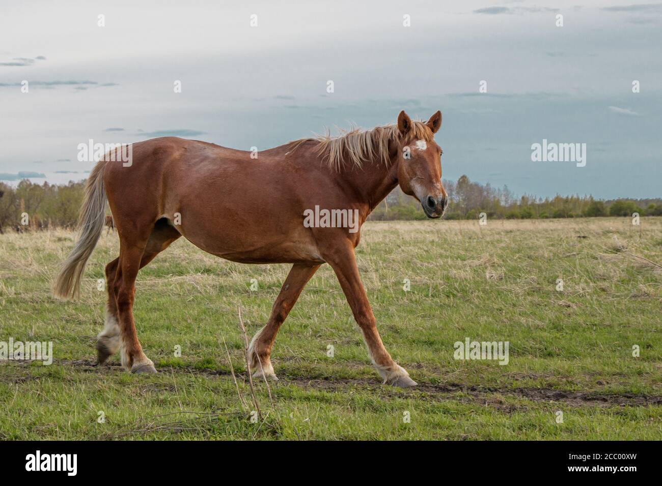 Un beau cheval brun traverse le pâturage, tourne son museau et regarde la caméra. Banque D'Images