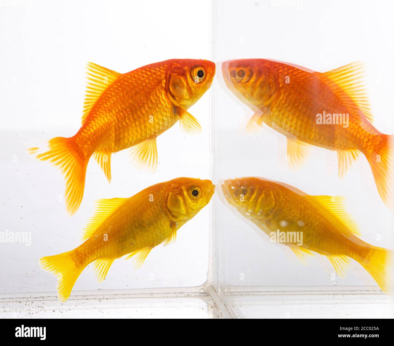 Poisson rouge rouge in front of white background Banque D'Images