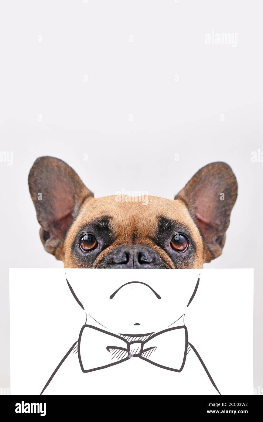Chien de Bouledogue français triste avec la moitié du visage recouvert de feuille de papier blanc peinte sur la bouche et noeud papillon Banque D'Images