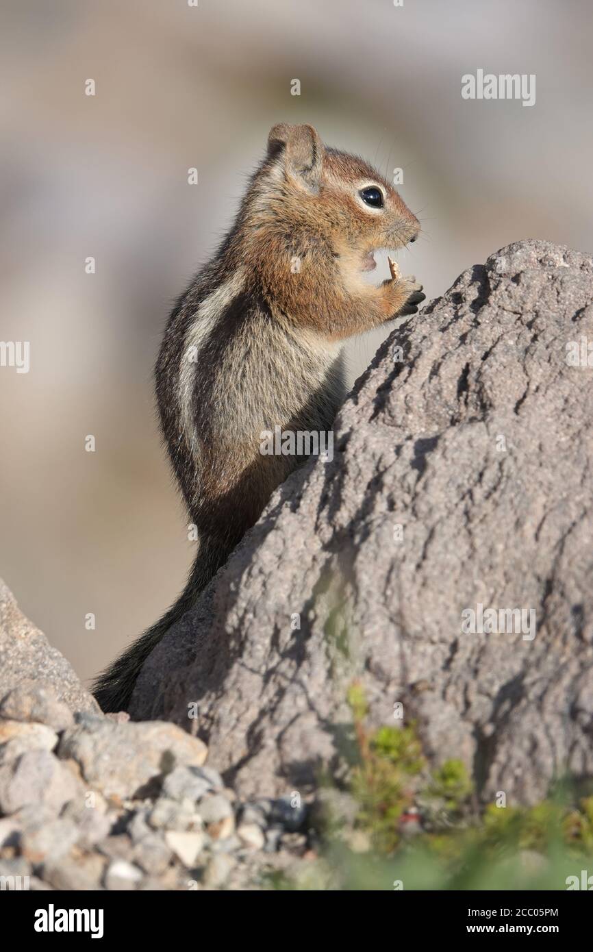 Cascade d'écureuil doré (Spermophilus saturatus) Dans le parc national du Mont Rainier Banque D'Images