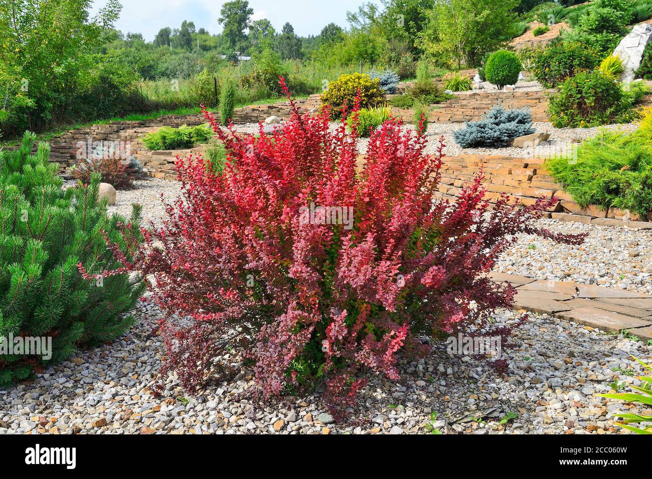 Cultivar Thunbergs barberry (Berberis thunbergii 'Red Rocket') dans un jardin rocheux. Brousse décorative aux feuilles rouges-bordeaux vives, la mise au point est à votre portée Banque D'Images