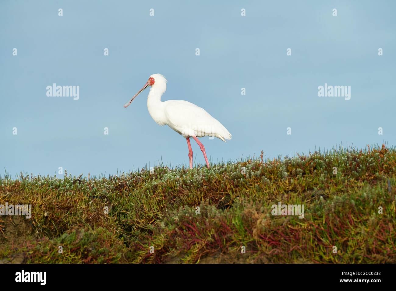 L'alimentation du Spoonbill africain dans la zone humide de la rivière Basse-Berg, Velddrif, Cap occidental Banque D'Images