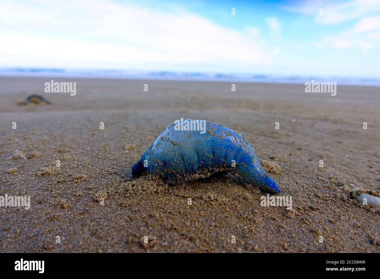 Gros plan de méduses bleu mort sur la plage, 90 Mile Beach, Nouvelle-Zélande Banque D'Images