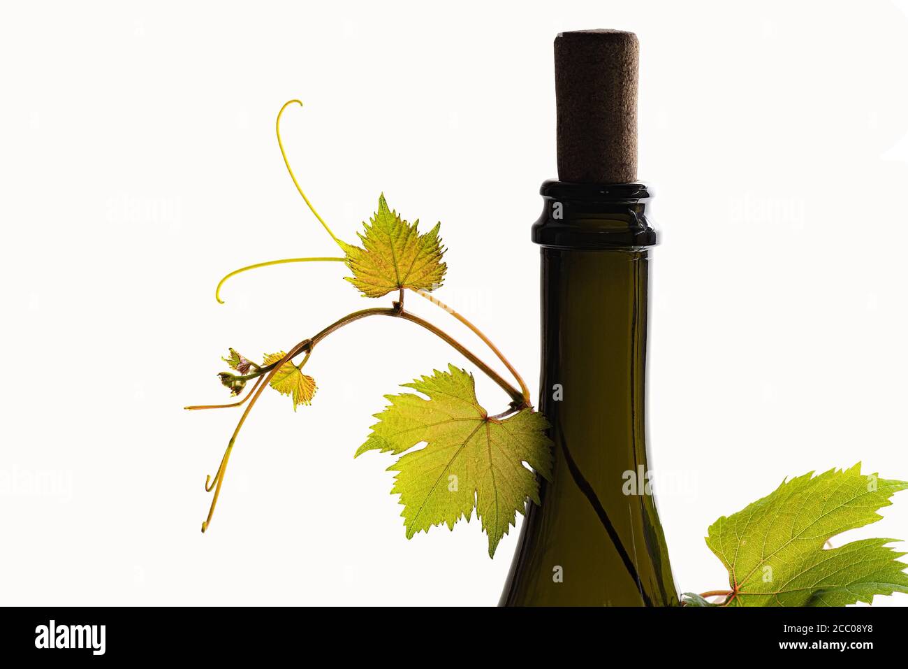 Branche de bouteille de raisin corc sur fond blanc Banque D'Images Branche de bouteille de raisin corc sur fond blanc Banque D'Images