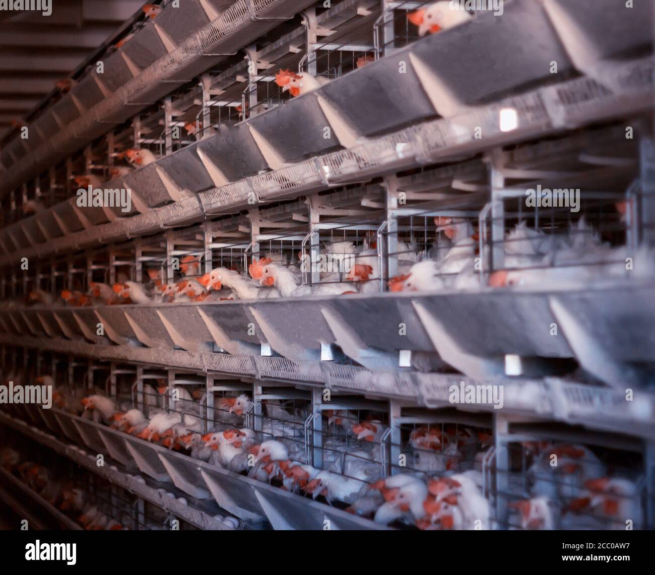 poules pondeuses à la ferme avicole. Élevage d'œufs de poulet, contexte, industrie Banque D'Images