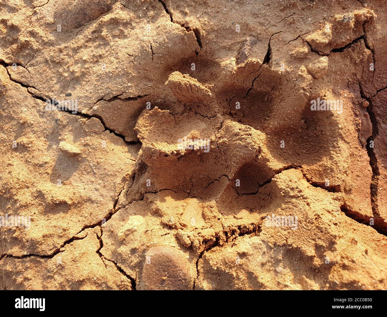 Empreintes de pied de chien sur la boue.empreintes de pied de chiens locaux sur la terre surface.chiens marchent sur le sol ongles de pied sur le sable semble clairement sol craqué boue brune apparaissent Banque D'Images