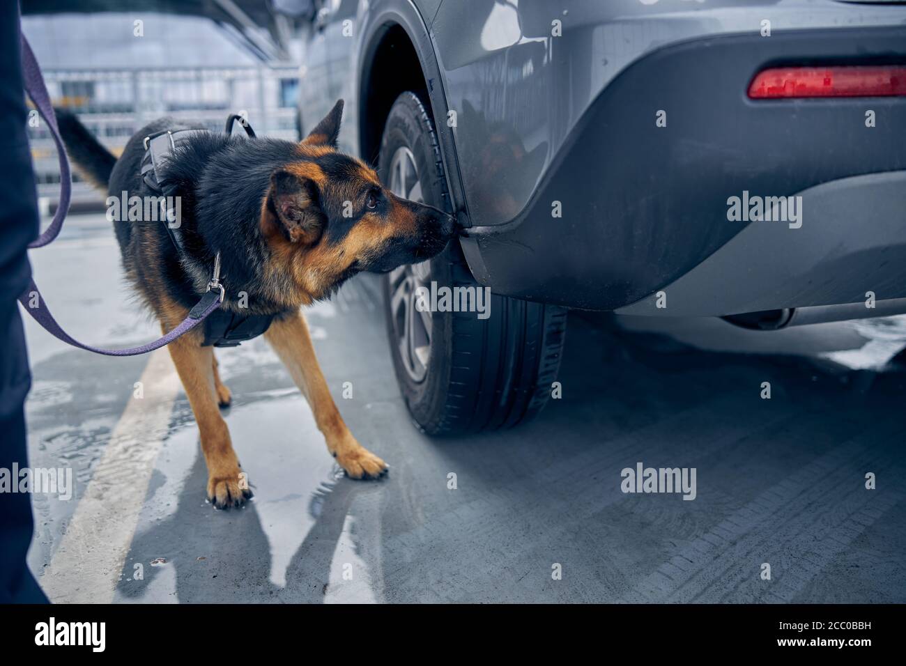 Un chien de détection de drogue qui renifle une voiture à l'aéroport Banque D'Images