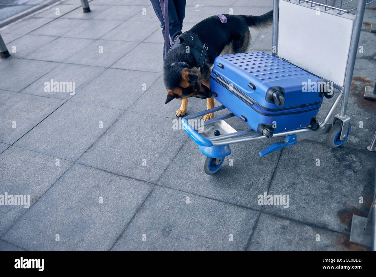 Chien Sniffer ou chien de détection de drogue inspectant les bagages à l'aéroport Banque D'Images