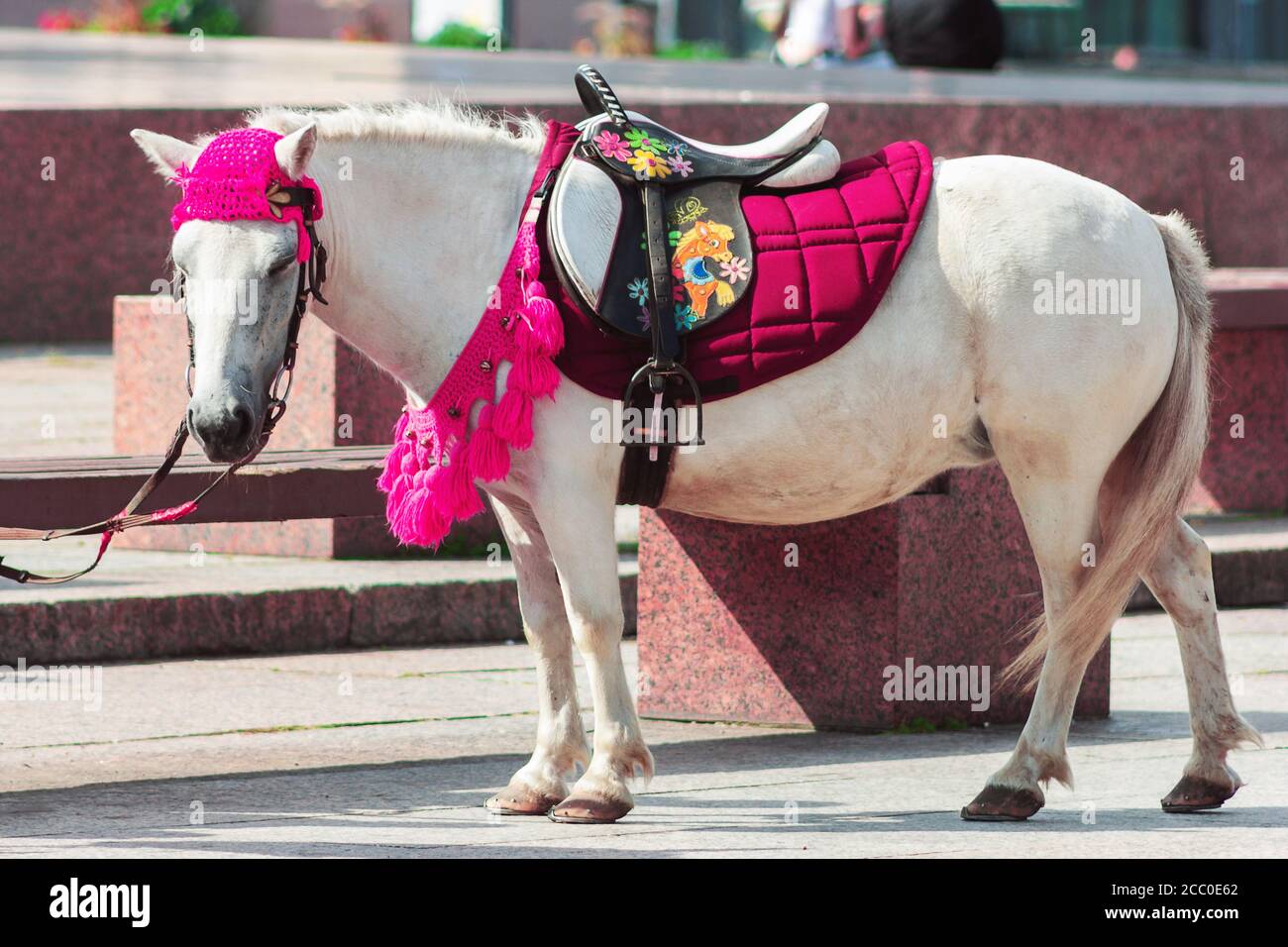 petit cheval de poney blanc avec couverture rose drôle Photo Stock - Alamy