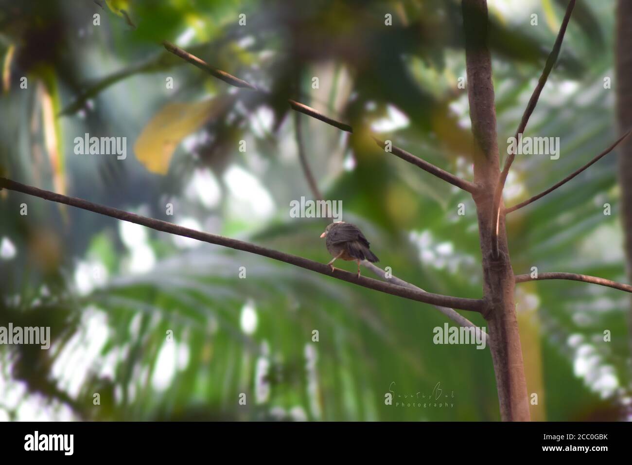 Babileur de jungle assis sur un arbre Banque D'Images