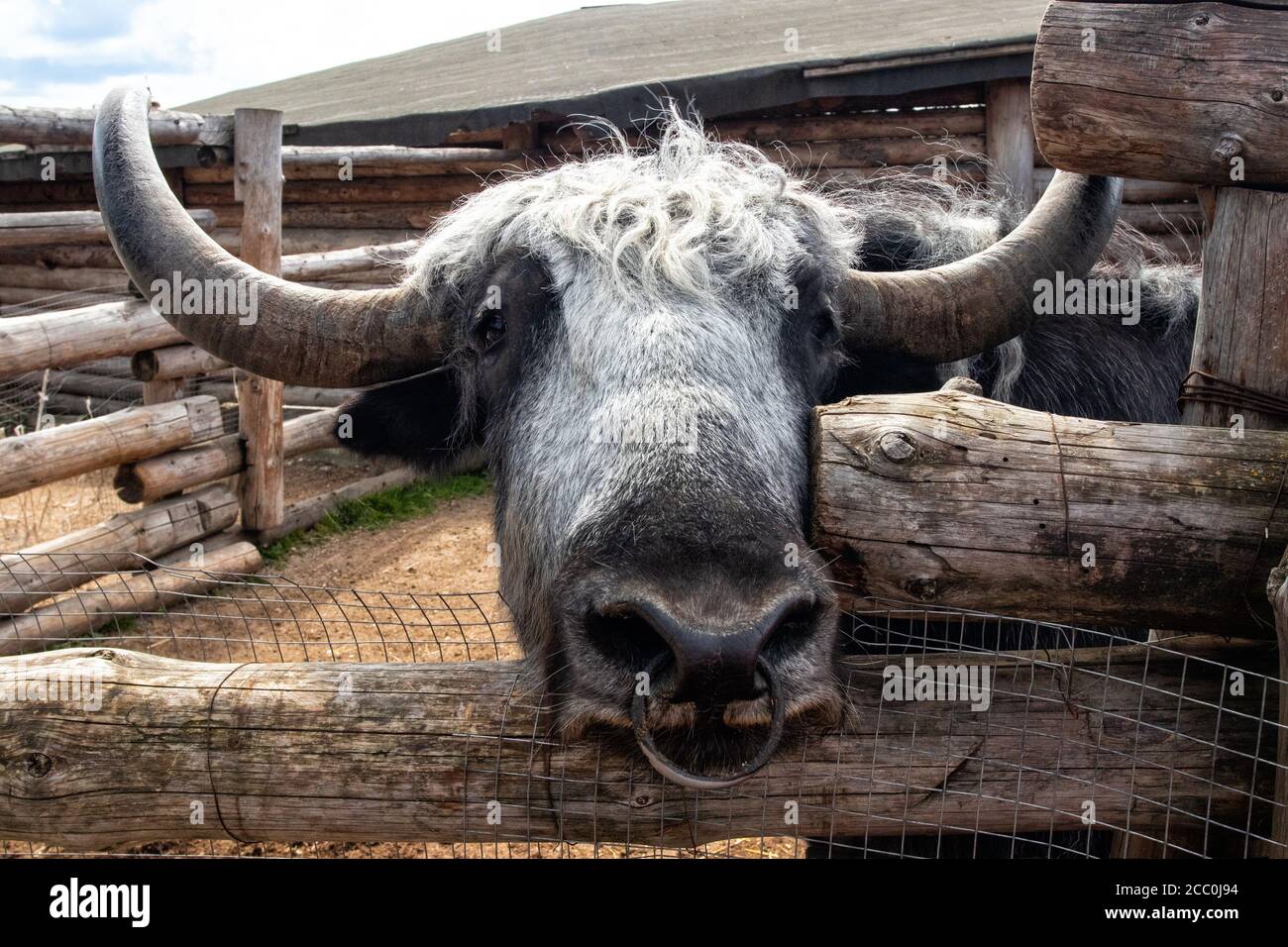 Yak dans un enclos au zoo. Banque D'Images