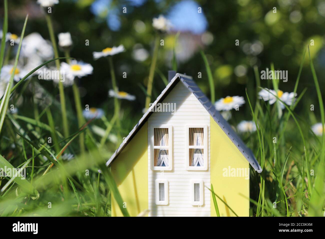 Maison modèle dans une prairie luxuriante avec des pâquerettes comme un symbole du désir d'une maison à la campagne Banque D'Images