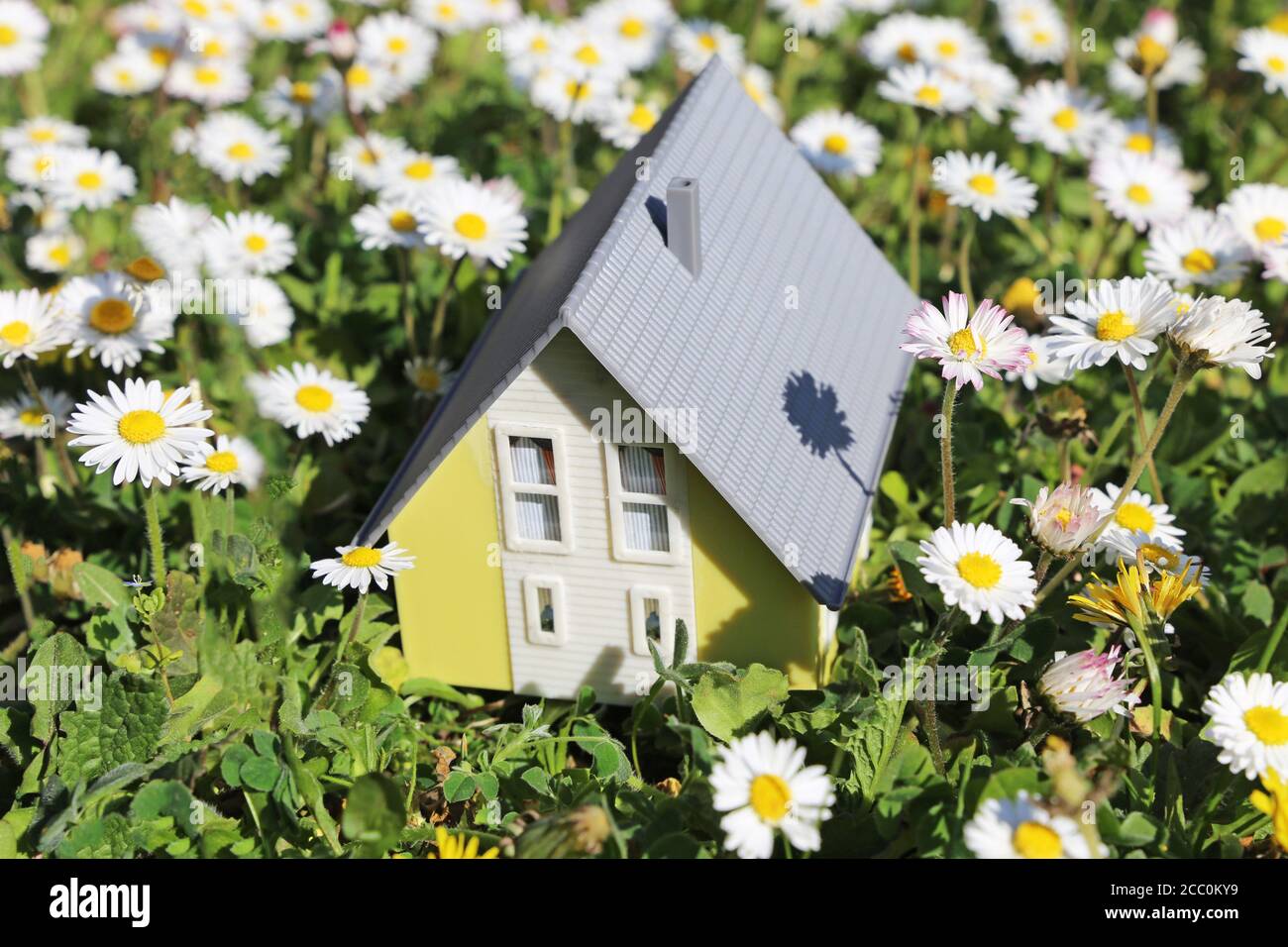 Maison modèle dans une prairie luxuriante avec des pâquerettes comme un symbole du désir d'une maison à la campagne Banque D'Images