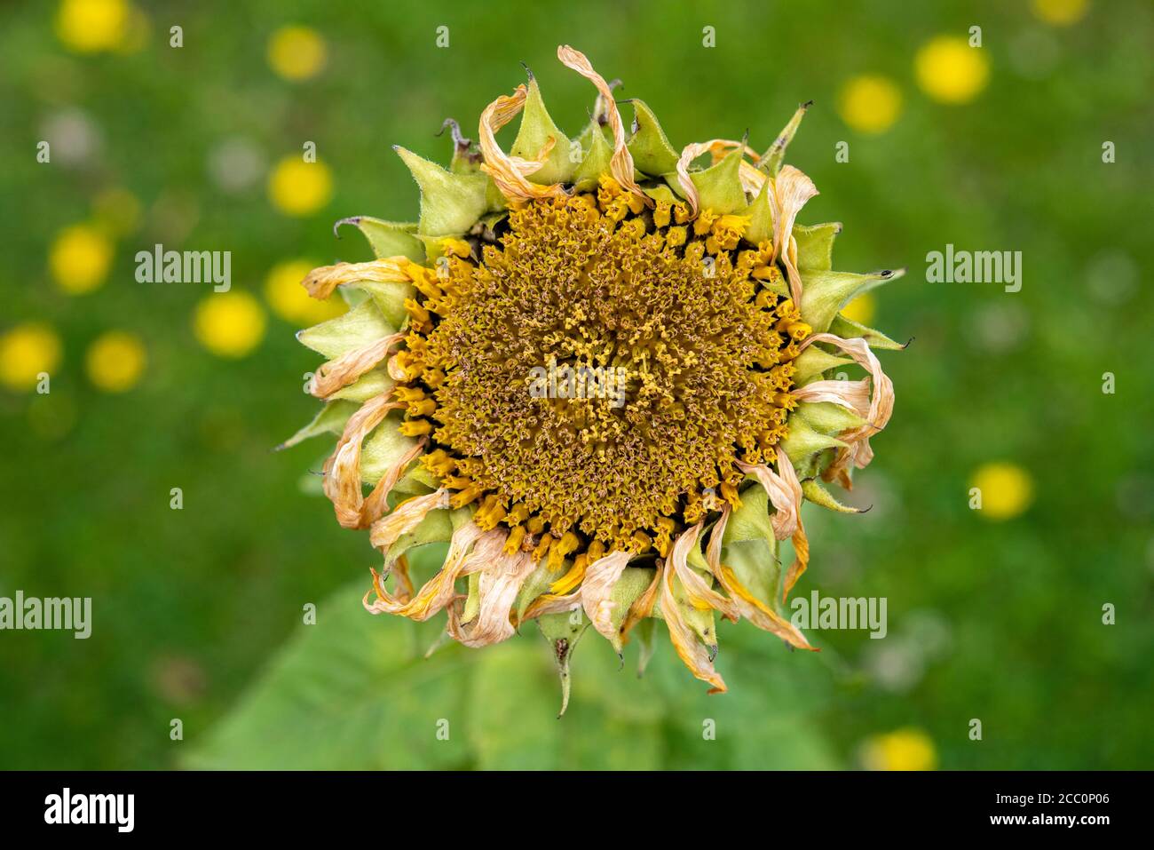 Tête de tournesol morte sur fond d'herbe verte Banque D'Images