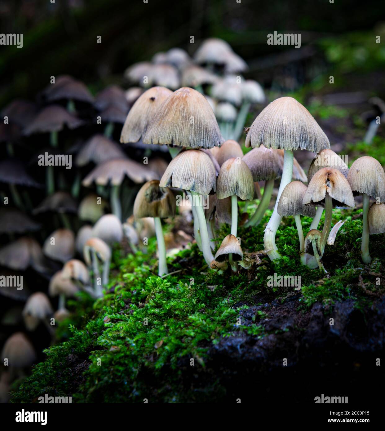 Tabourets ou champignons poussant sur un arbre recouvert de mousse ancienne (mort) dans une forêt au Royaume-Uni. Banque D'Images