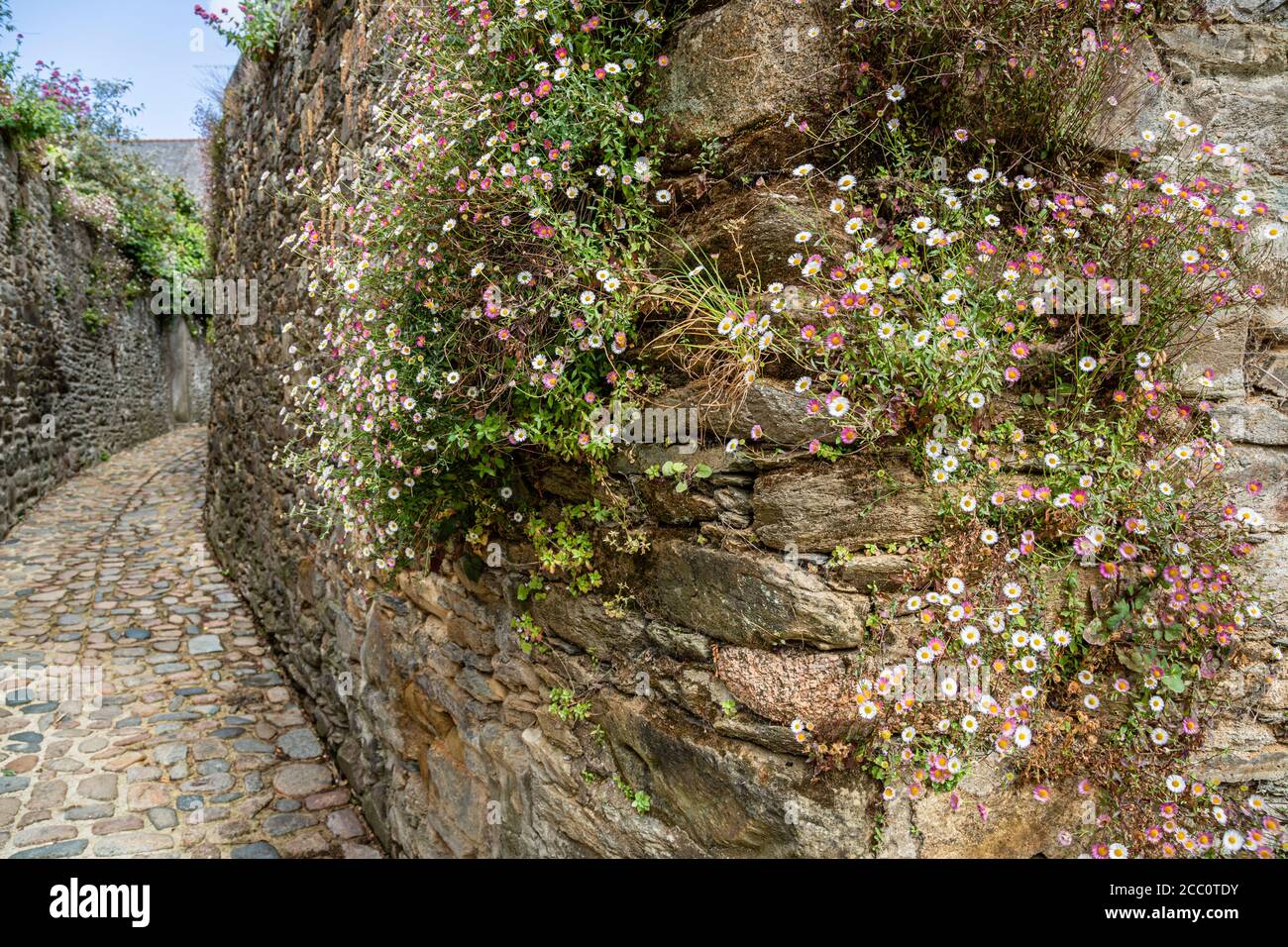 Les fleurs de fleurs de fleurs de pâquerette qui poussent sur un vieux mur à Tréguier, Côtes-d'Armor, Bretagne, France Banque D'Images