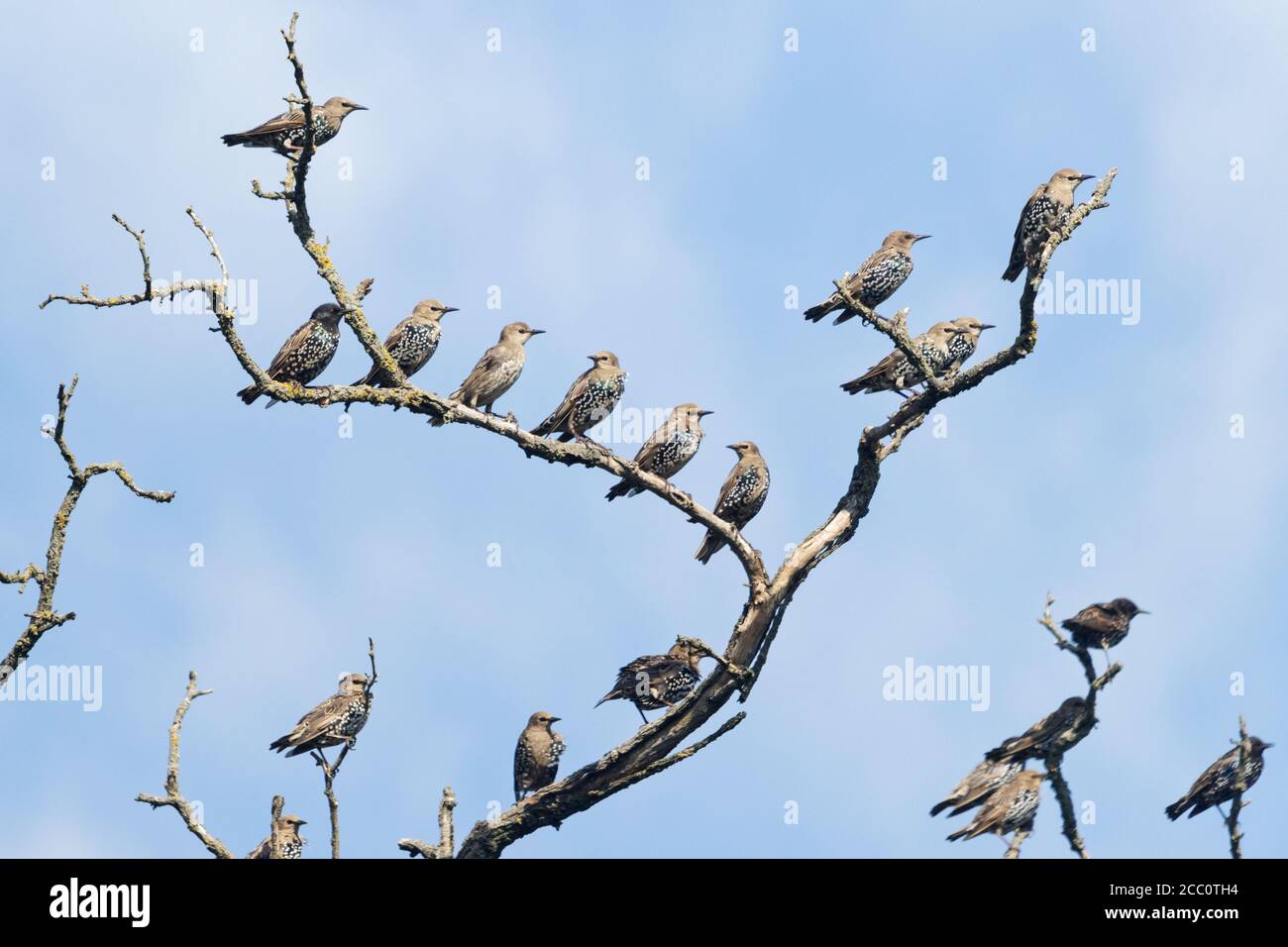 troupeau d'oiseaux assis sur une branche sèche Banque D'Images