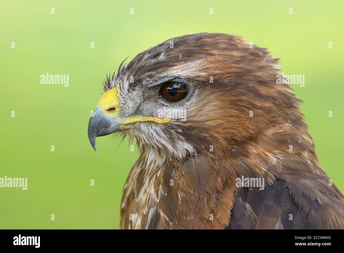 Photo à la tête d'un Buzzard eurasien (Buteo buteo) Oiseau de proie Banque D'Images