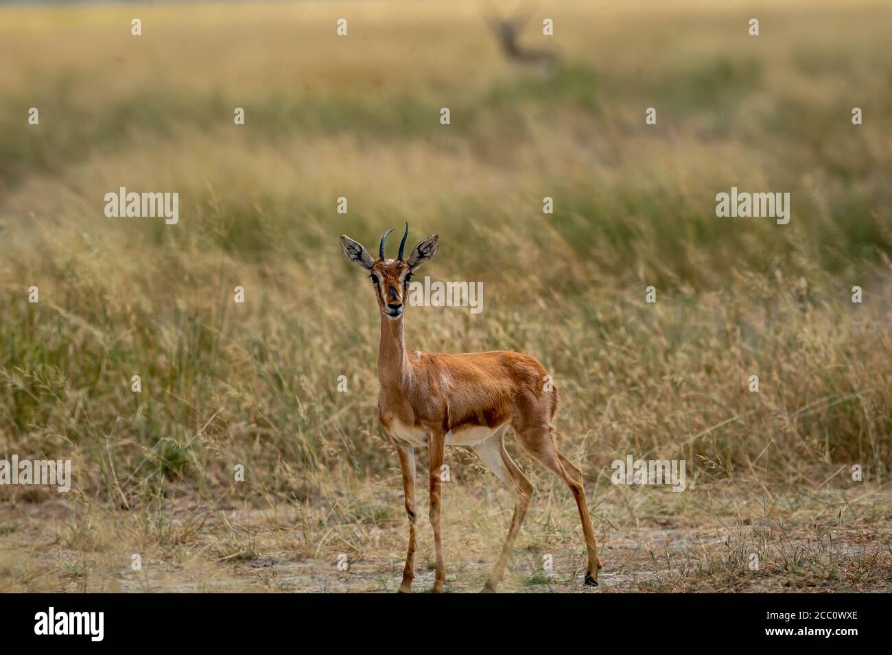 Chinkara ou gazelle indienne an Antelope dans la prairie du tal Sanctuaire chhapar gourou rajasthan inde - Gazella bennettii Banque D'Images