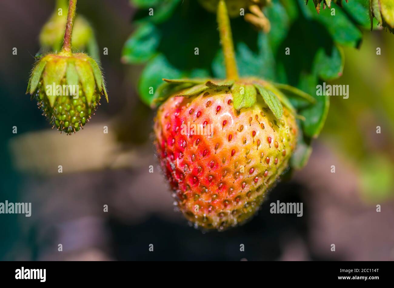 un jeune fruit de la fraise Banque D'Images