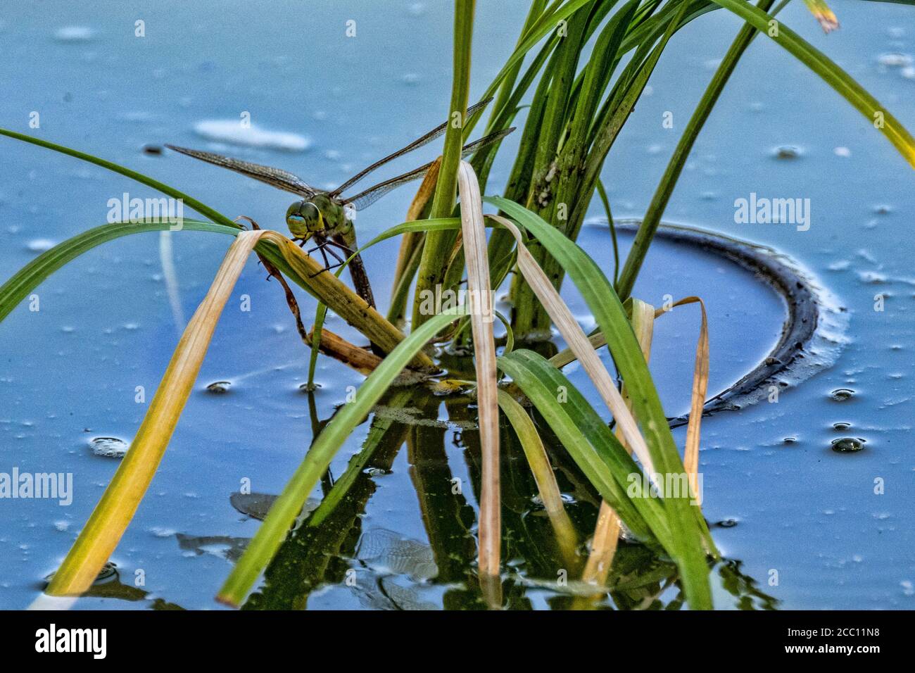 Dragonfly pondre des œufs dans l'étang, Sant Feliu de Codines, Barcelone, Espagne Banque D'Images