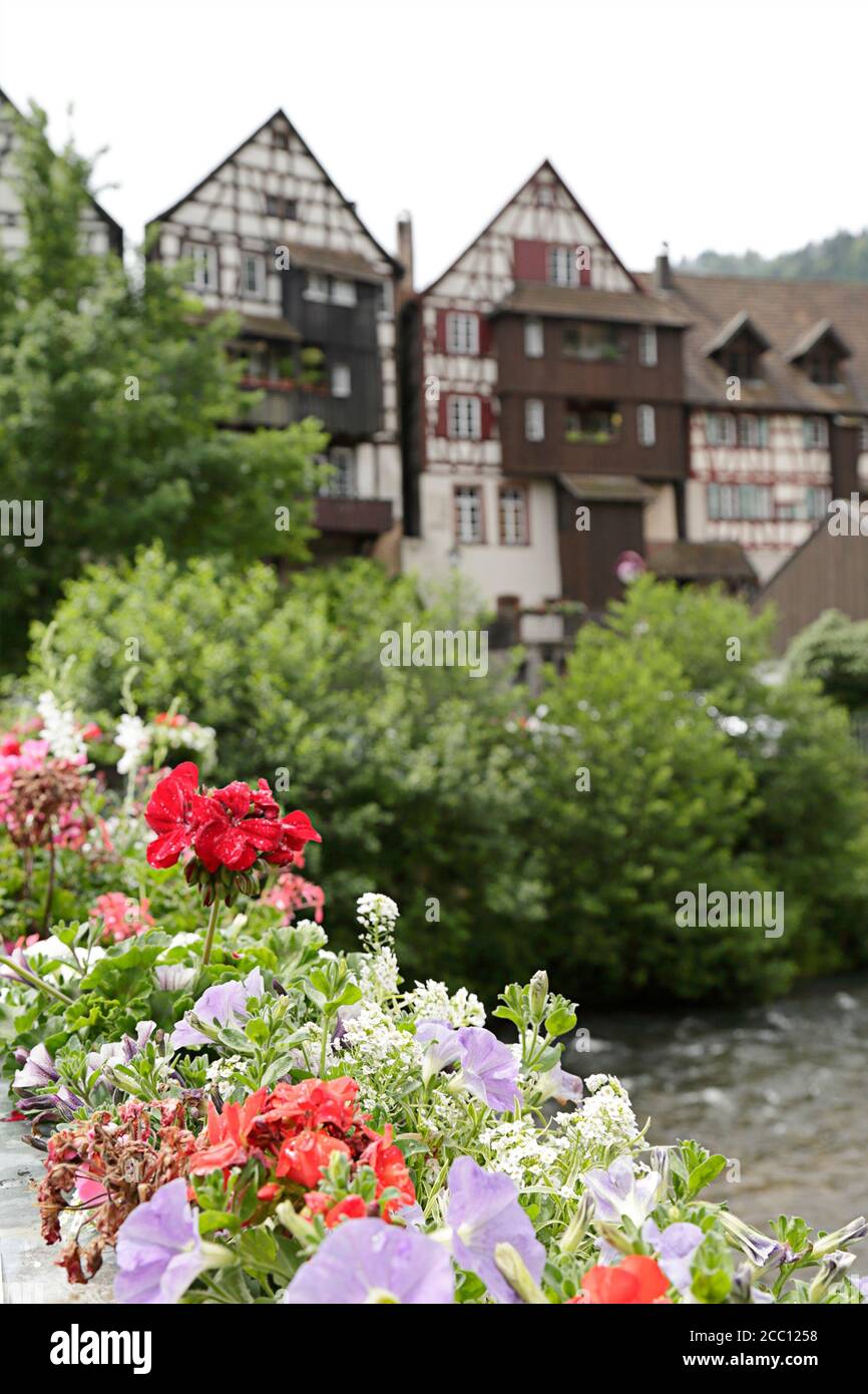 En premier plan geraniums colorés en fleur, en arrière-plan (hors foyer) une maison traditionnelle à colombages située à Schiltach, Forêt Noire Banque D'Images