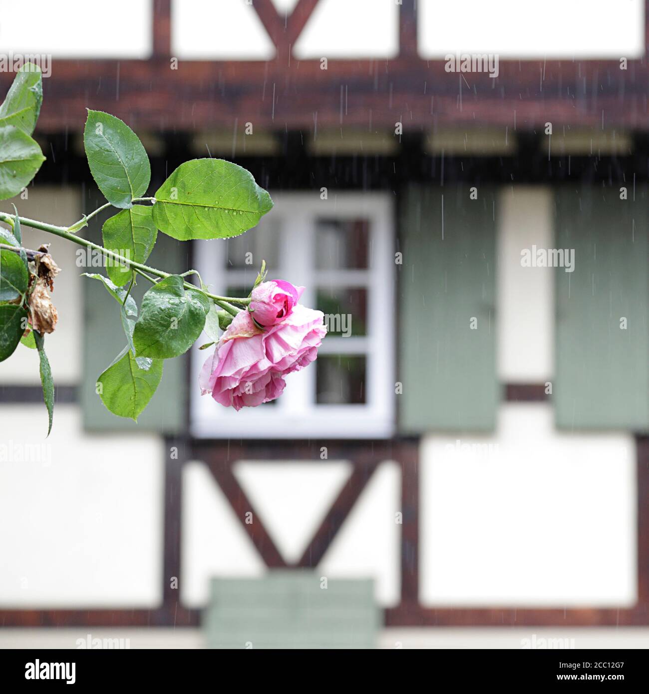Au premier plan une rose rose dans le fond (hors foyer) façade d'une maison traditionnelle à colombages dans un jour pluvieux situé à Gengenbach, Bla Banque D'Images