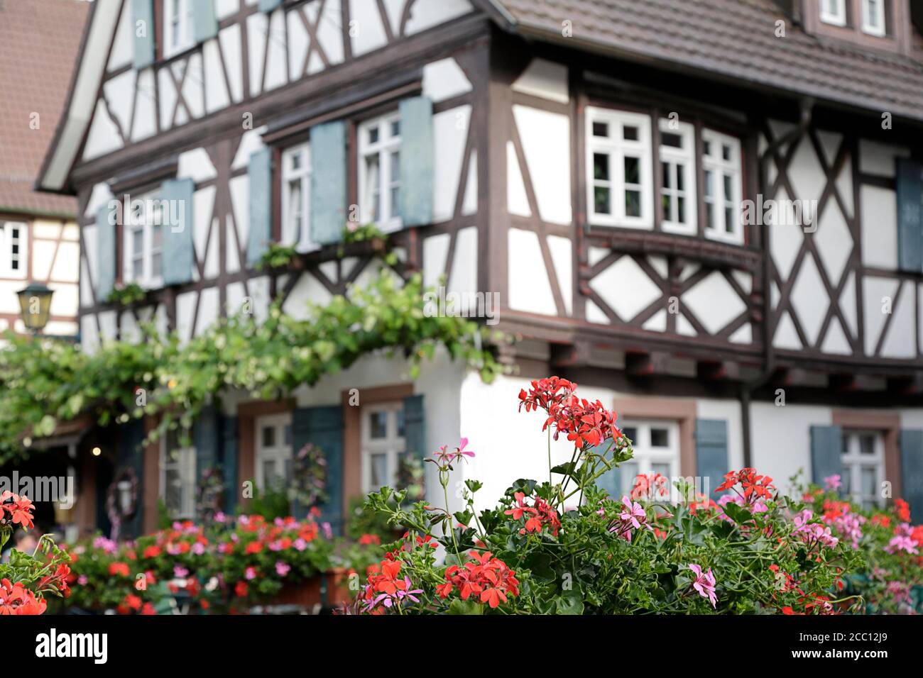 En premier plan geraniums colorés en fleur, en arrière-plan (hors foyer) une maison traditionnelle à colombages située à Oberkirch, Forêt-Noire Banque D'Images