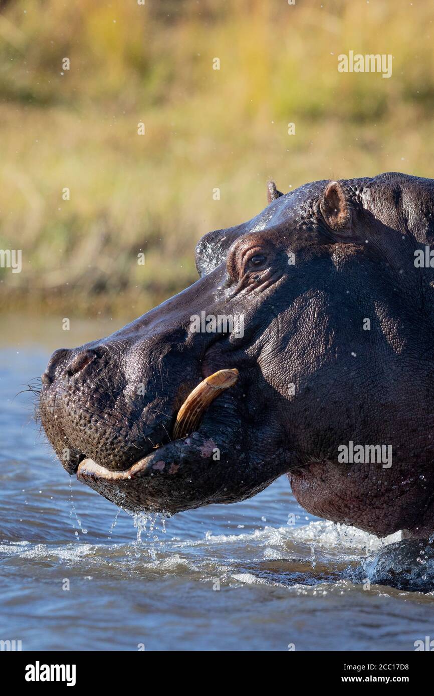 Gros plan vertical de la tête de taureau d'hippopotame adulte sortant D'eau par une journée ensoleillée dans la rivière Chobe Botswana Banque D'Images