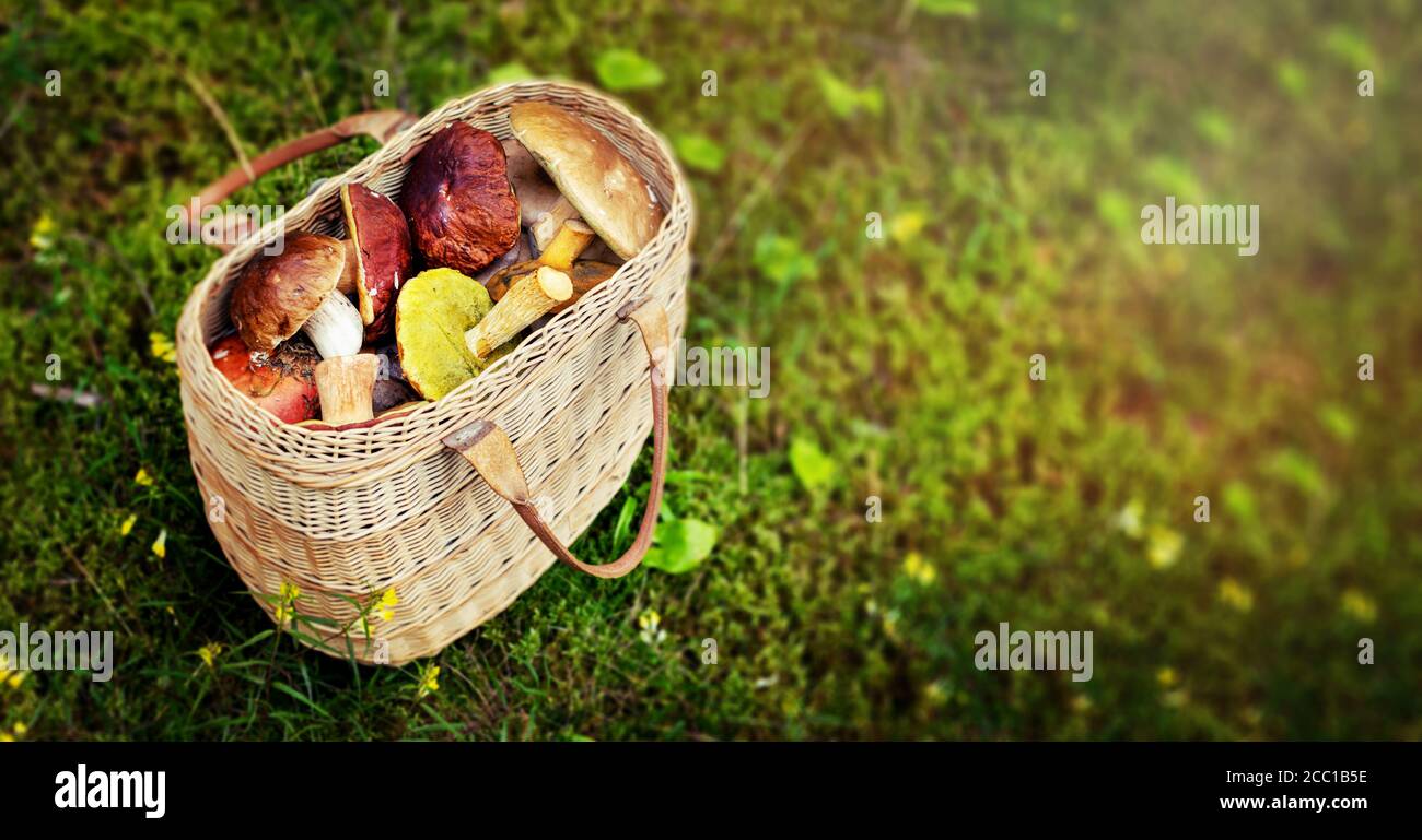 chasse aux champignons - panier en osier rempli de champignons comestibles en mousse forestière. espace de copie de bannière Banque D'Images