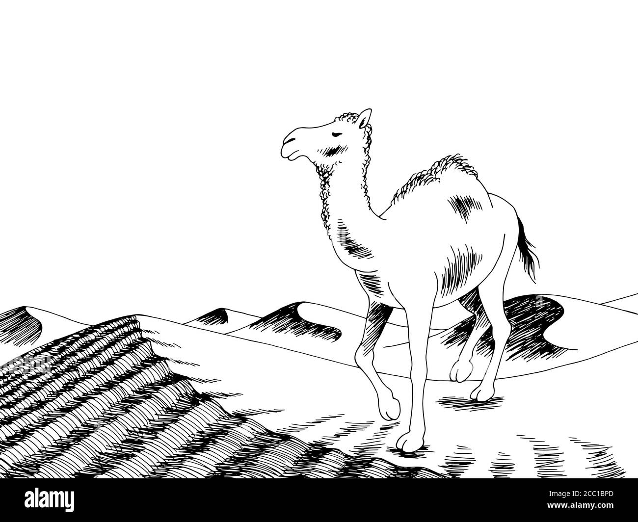 Camel Desert graphique noir blanc paysage dessin illustration vecteur Illustration de Vecteur
