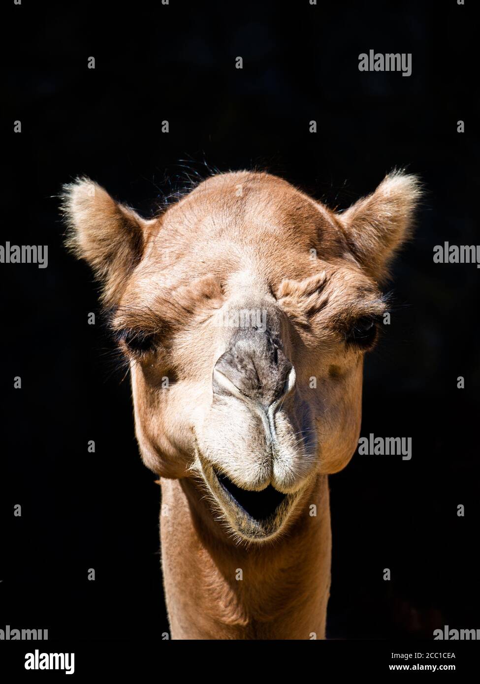 Vue détaillée d'un drôle de chameau souriant. Portrait avant isolé sur fond noir. Banque D'Images