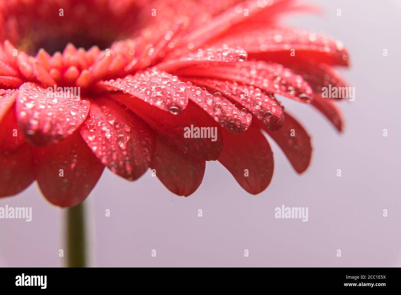 Pétales de fleurs de gerbera roses avec beaucoup de minuscules gouttelettes d'eau. Gros plan d'un bouton. Banque D'Images