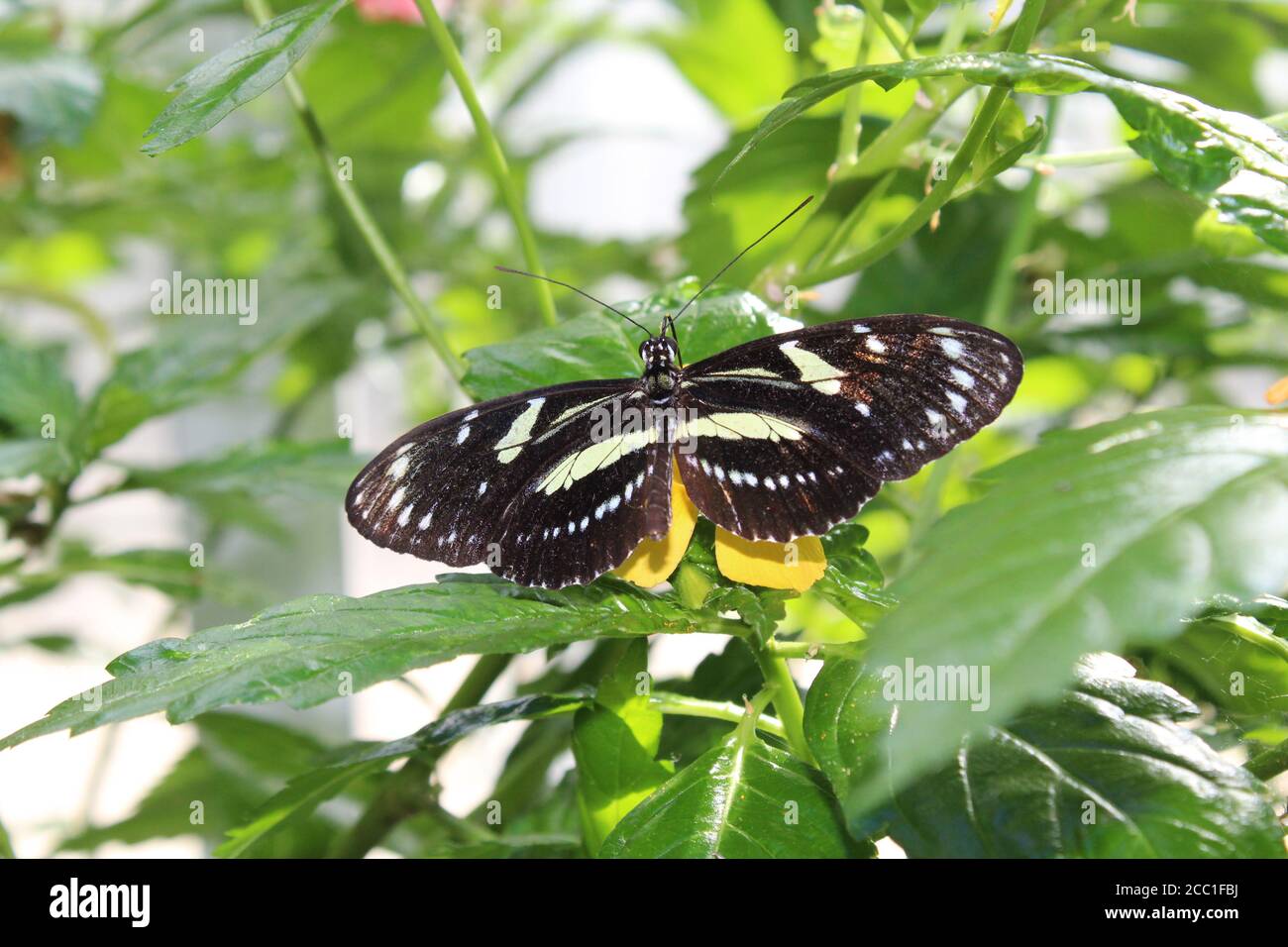 Papillon sur plante à Malahide, Irlande Banque D'Images