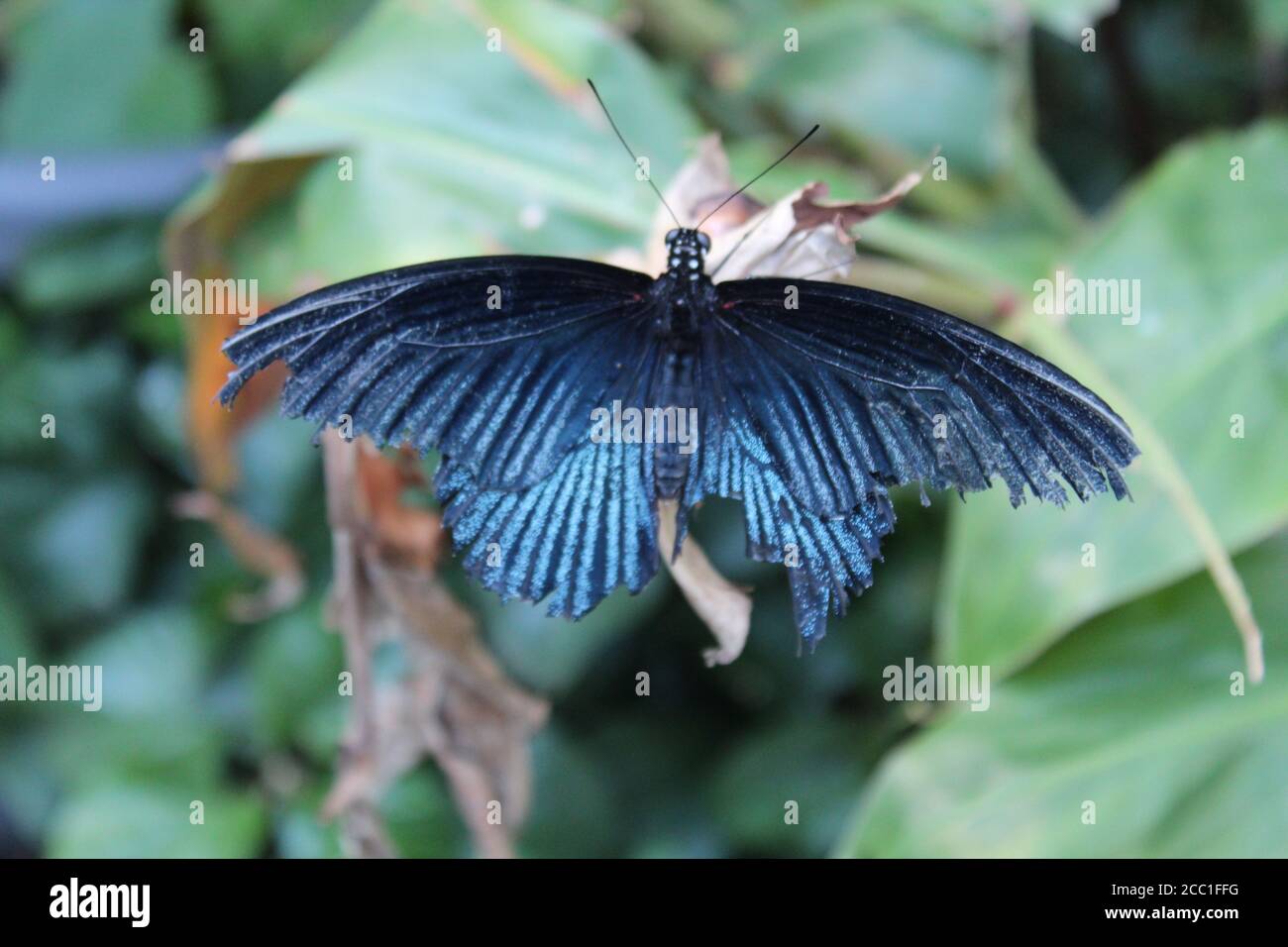 Papillon sur plante à Malahide, Irlande Banque D'Images