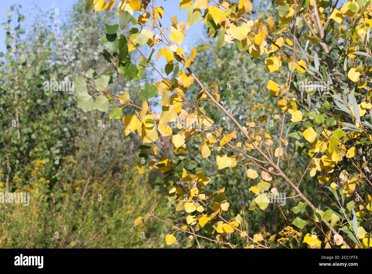 feuilles de peuplier jaune sur branche le jour ensoleillé Banque D'Images