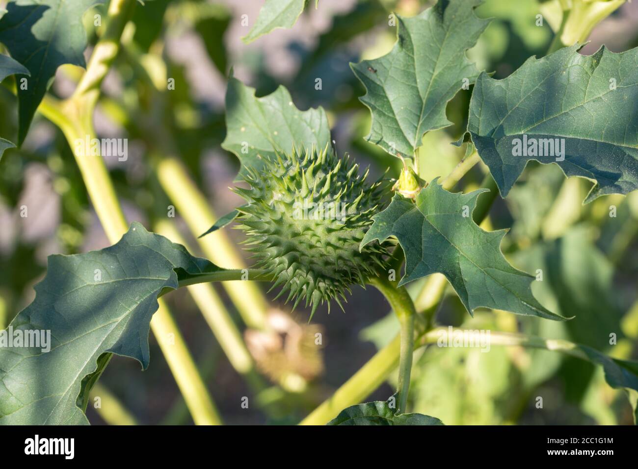 Datura stramonium, pomme d'épine, mauvaise herbe de jimson, fruits de l'escarre du diable et feuilles de gros plan foyer sélectif Banque D'Images