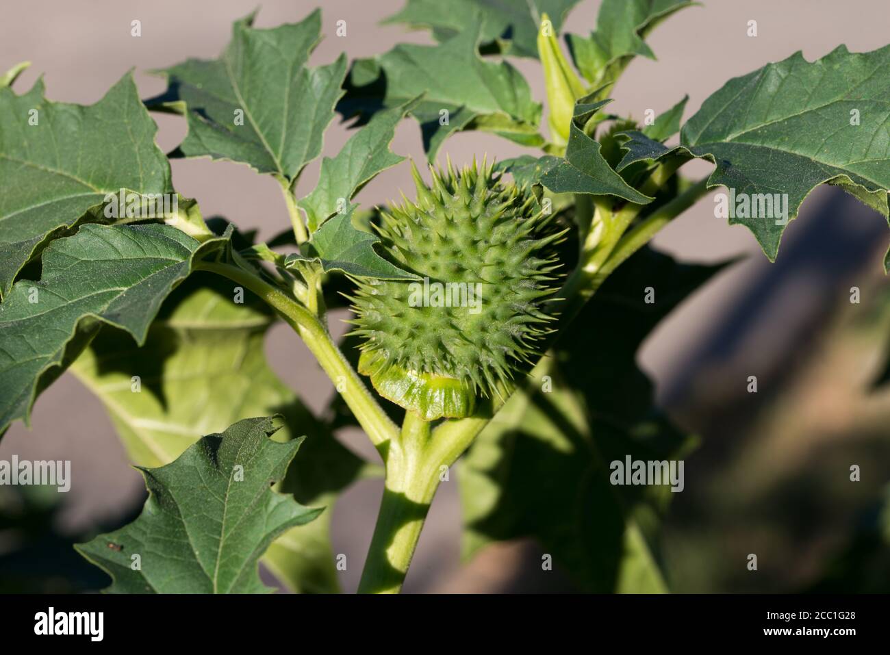 Datura stramonium, pomme d'épine, mauvaise herbe de jimson, fruits de l'escarre du diable et feuilles de gros plan foyer sélectif Banque D'Images