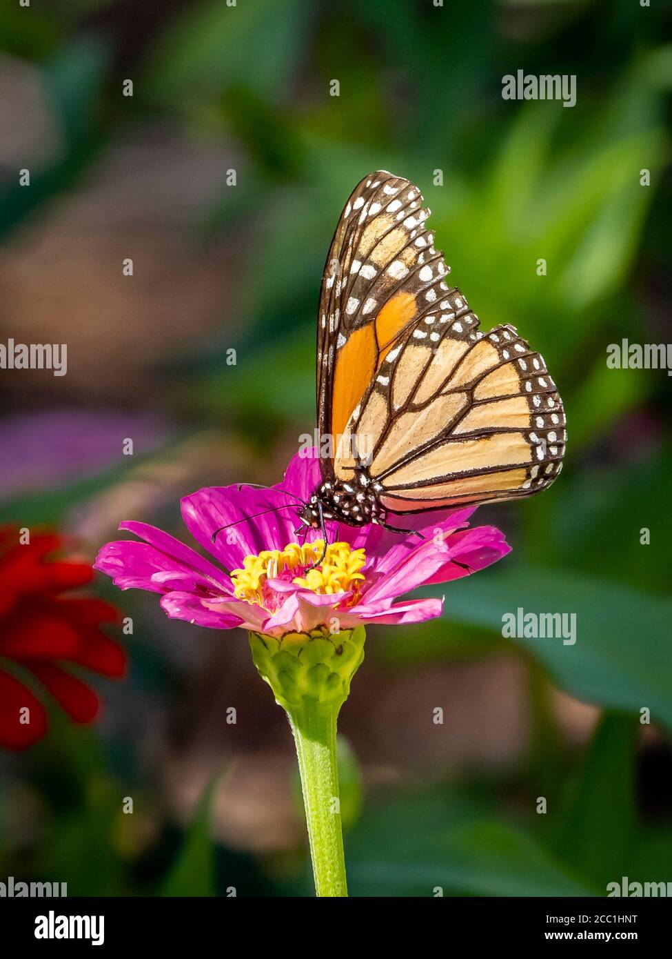Gros plan d'un papillon monarque, Danaus plexippus, sur une fleur de Zinnia Banque D'Images