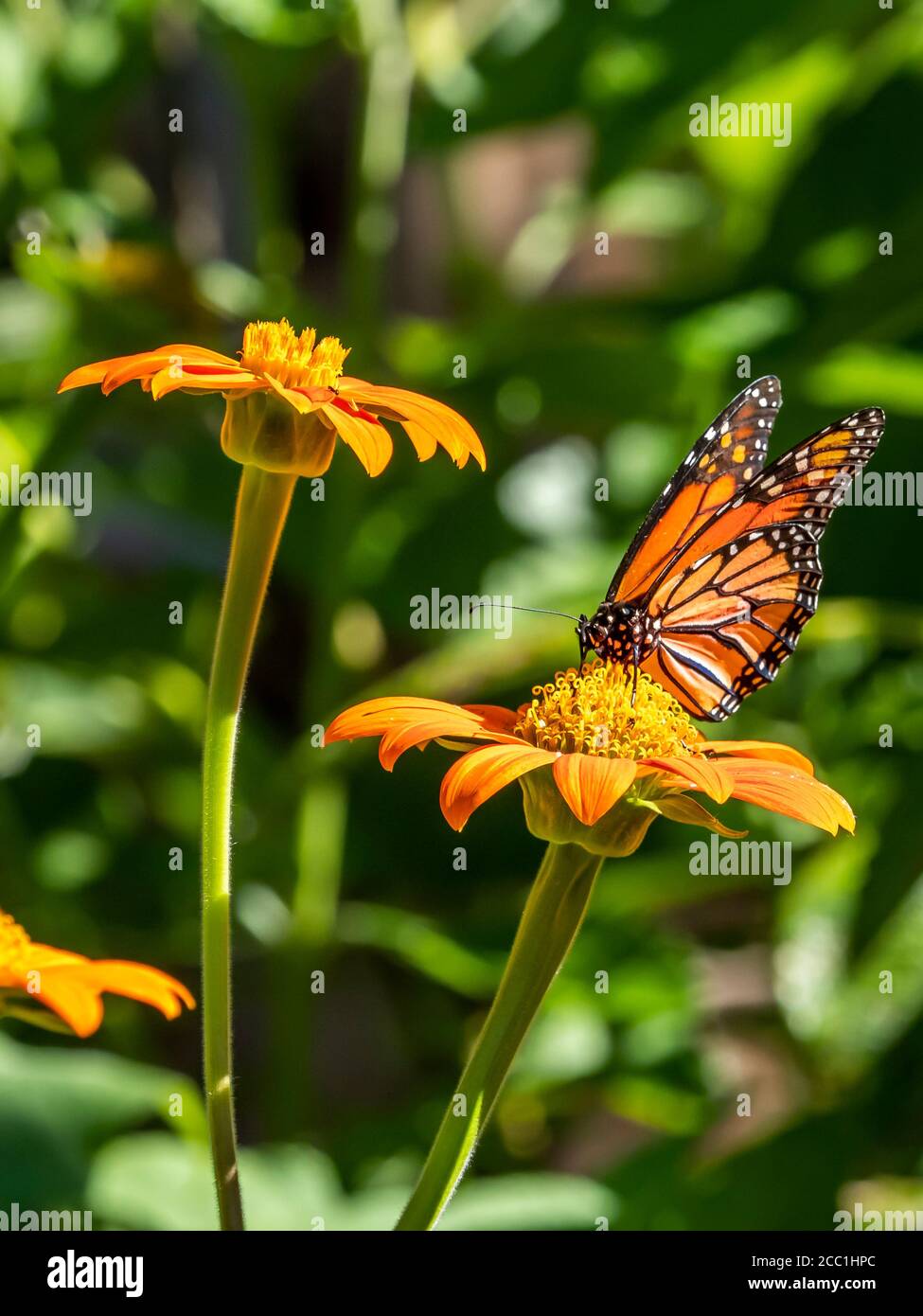 Gros plan d'un papillon monarque, Danaus plexippus, sur une fleur Banque D'Images