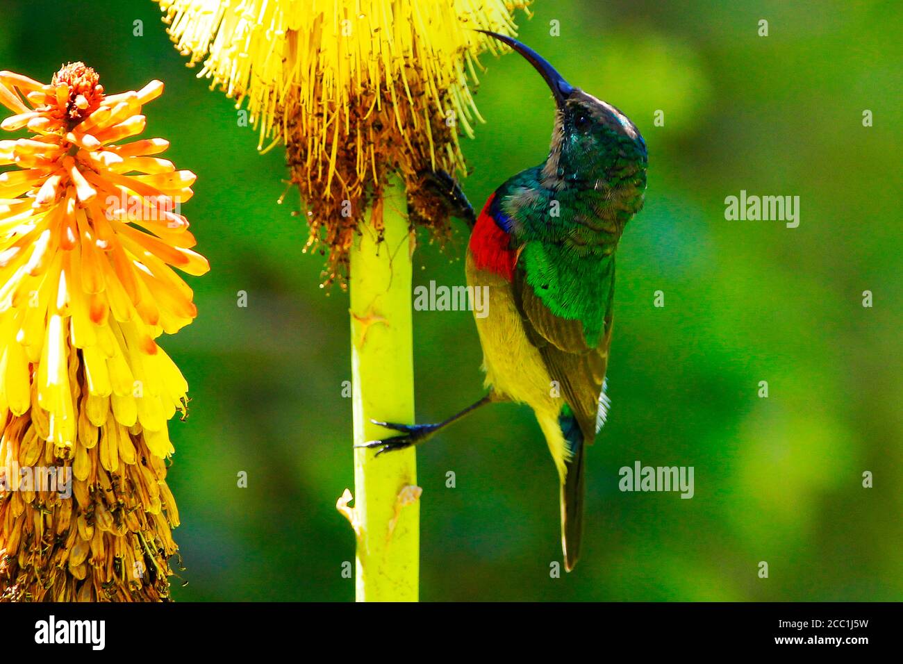 Un sunbird à double col du sud mâle grimpant sur la tige d'une fleur pour atteindre les fleurs afin de se nourrir sur le nectar. Banque D'Images