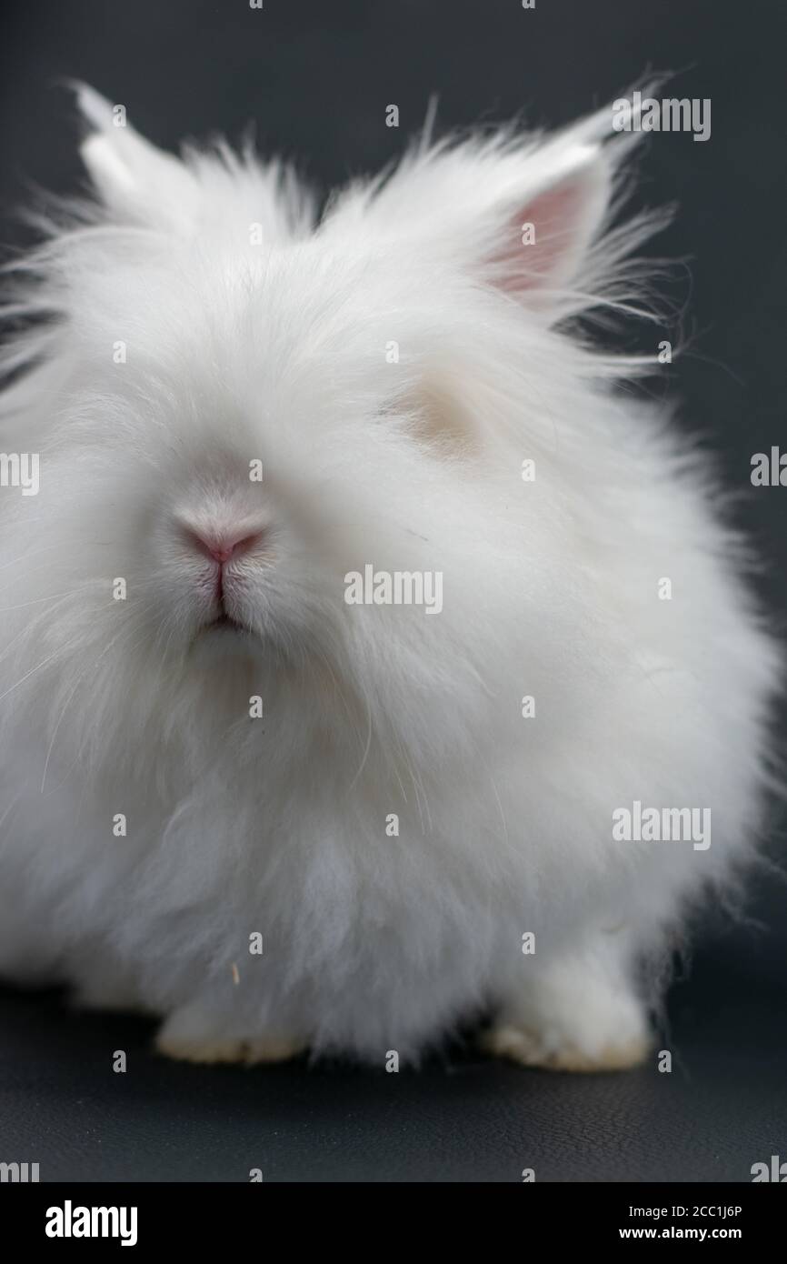 Gros plan d'un lapin blanc angora Banque D'Images